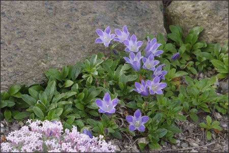 Campanula pilosa,